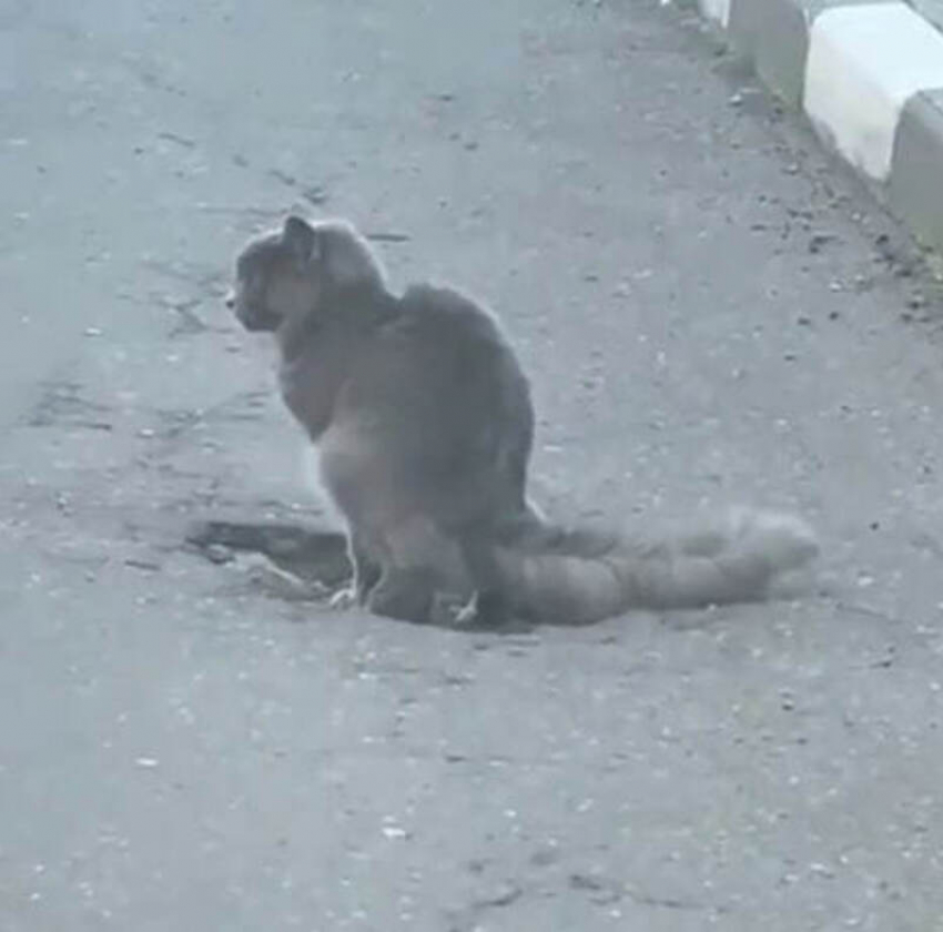 "Ямы ***овном латать": позитивное видео с котом лучше всего показывает состояние таганрогских дорог