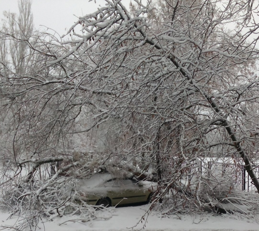 От снега в Таганроге деревья валятся на машины и «вымирают динозавры»
