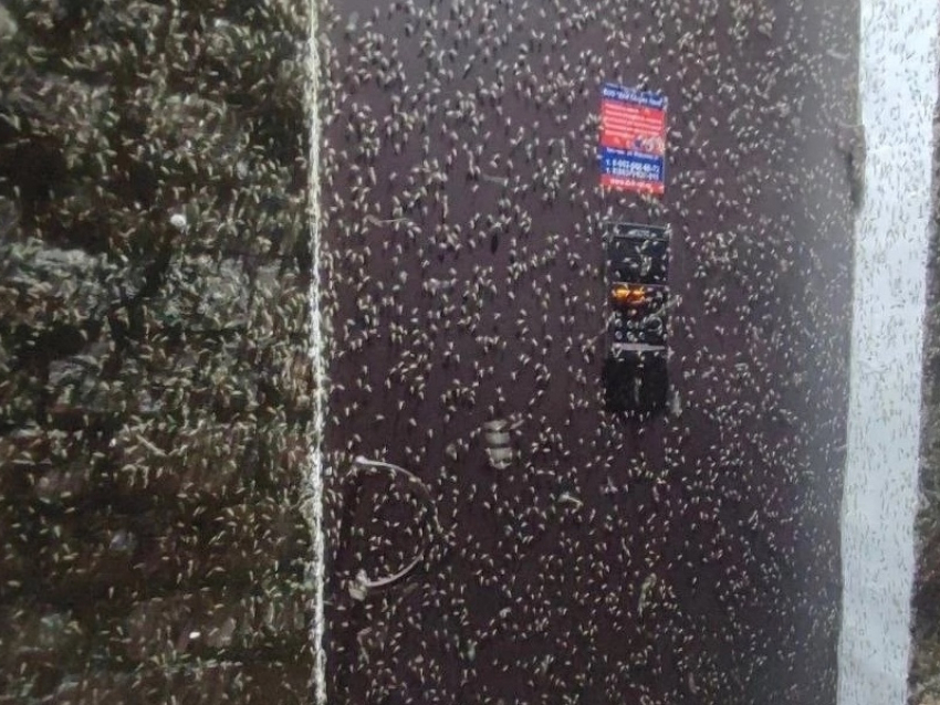 Зеленые комары вернулись в Таганрог