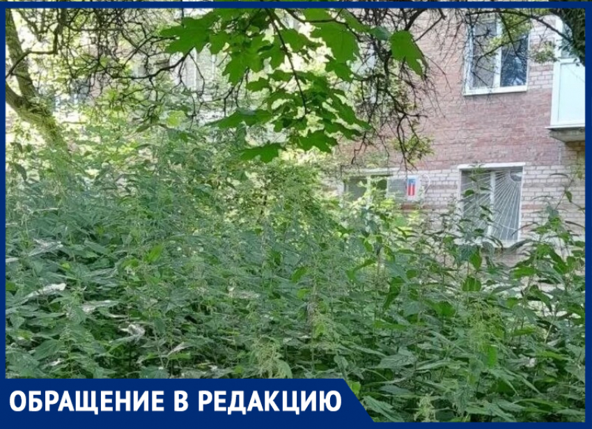 Дом по улице Тольятти в Таганроге шестой год тонет в зарослях травы