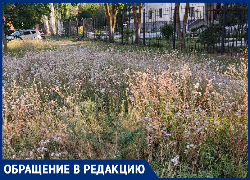 Аллергенный дайджест: Таганрогский суд и детская больница утонули в амброзии