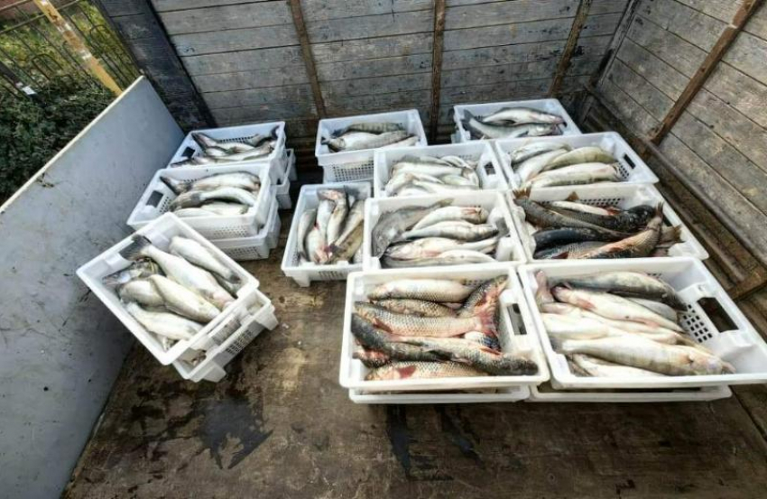 Браконьер из Ростова разорил Таганрогский залив на 8 тысяч рыб и 6,6 миллиона рублей