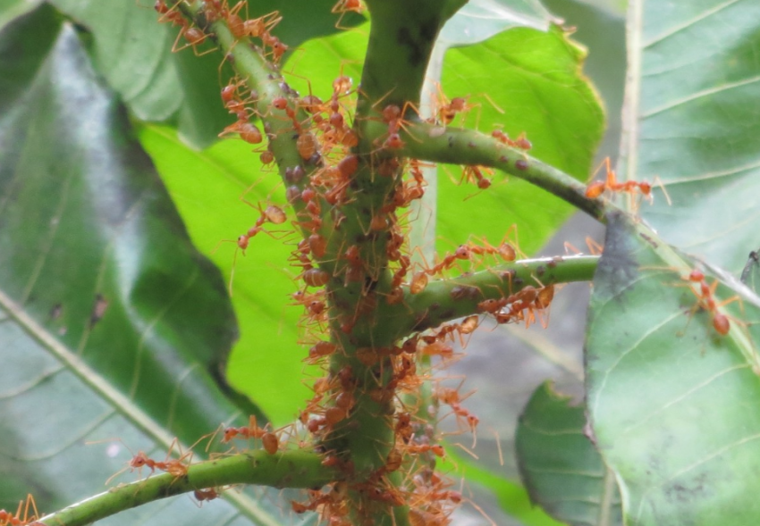 Побелка не помогла: как таганрожцам спасти деревья от муравьёв и тли