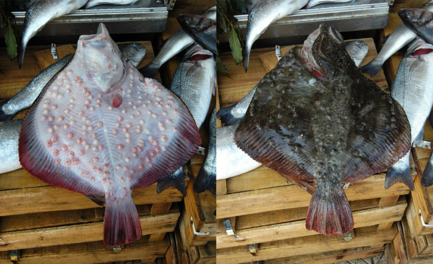 Рыбный бум в Азовском море: запасы камбалы-калкана взлетели в 145 раз