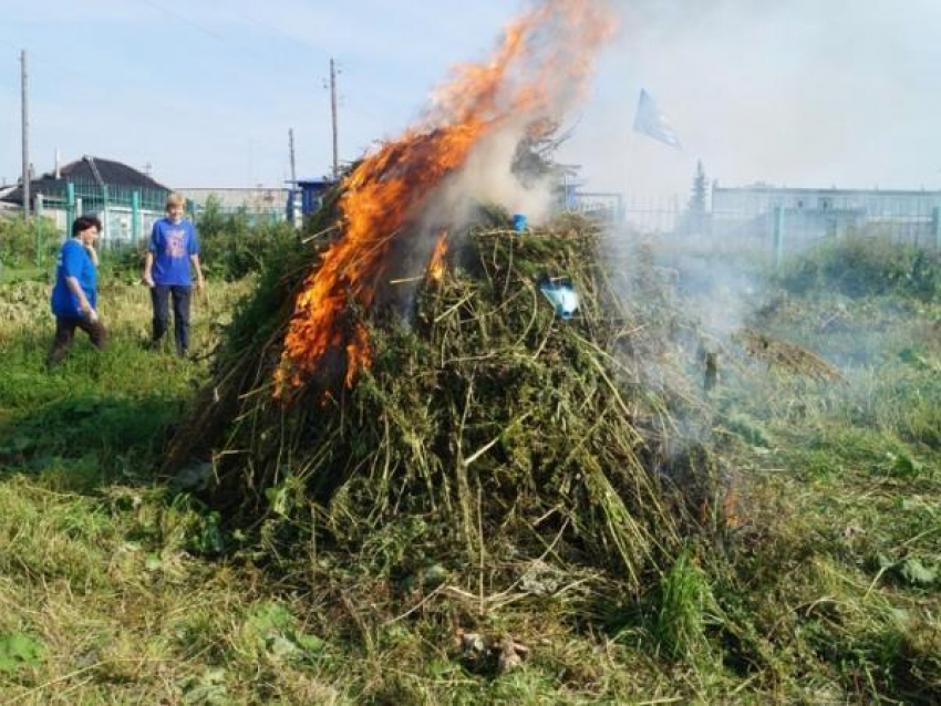 Таганрогские казаки вышли на борьбу с дикорастущей коноплей