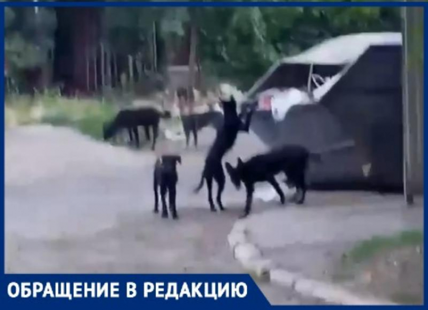 «Горшочек не вари» : в Военном городке Таганрога растет количество бездомных чипированных собак