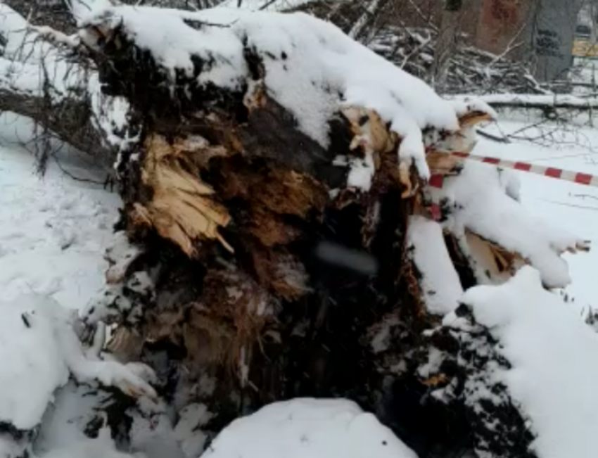 Огромное трухлявое дерево обрушилось в Таганроге