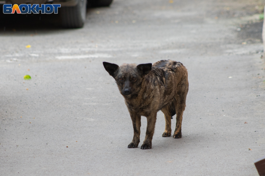 Укушенная уличной собакой таганроженка судится с МУП «Благоустройство»