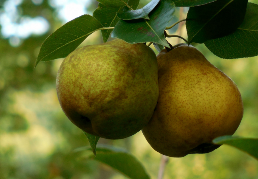 Урожай подвёл: почему у таганрожцев червивые груши и как больше не допустить этого