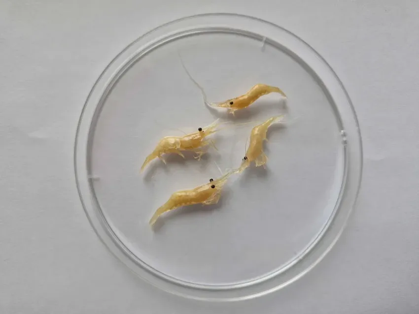 Сладкое мясо и массовое нашествие: дальневосточная креветка захватила Таганрогский залив