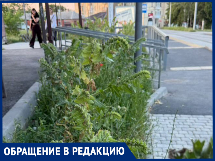 На Северной площади таганрожцы обнаружили опасные ядовитые растения