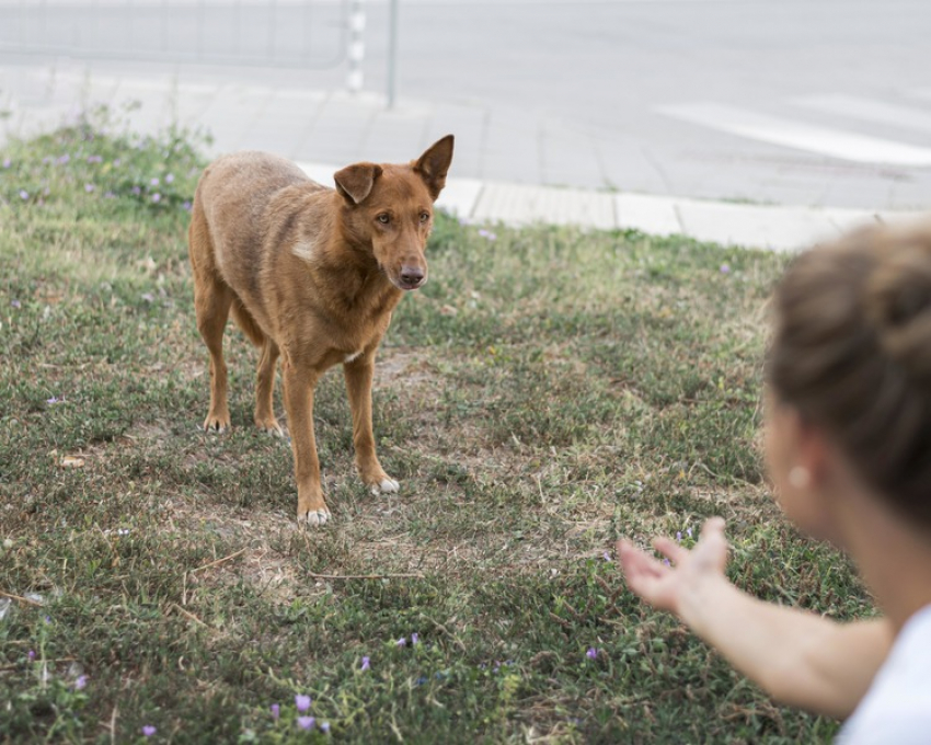Бездомных животных в Таганроге начали отлавливать 