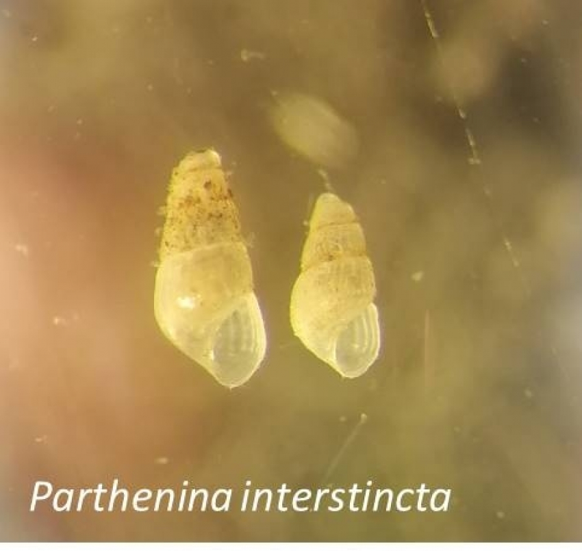 Неведомые пришельцы оккупировали Таганрогский залив из-за того, что воды стали более солёными