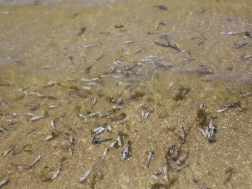 Большое количество мертвой рыбы выбросило на берег Таганрогского залива