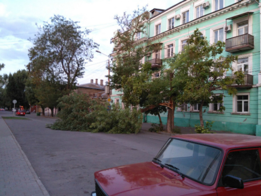 "Легкий бриз» свалил огромное дерево на Октябрьской площади в Таганроге 