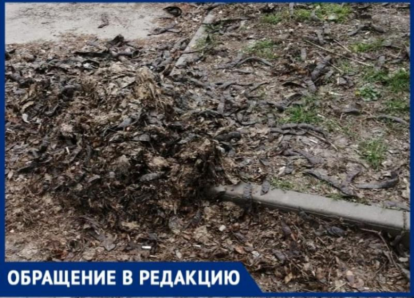 В Таганроге только вылезшую траву косят сквозь мусор