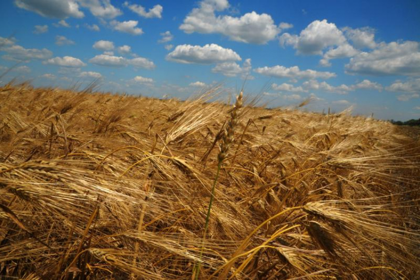 Под Таганрогом будут выращивать новые сорта зерновых культур