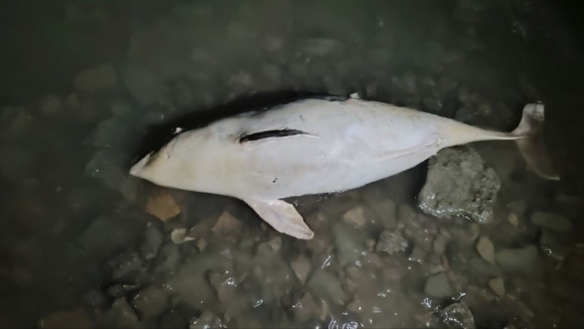 Смертельно опасно, не трогать! Дельфин-азовка выбросился на берег моря в Таганроге