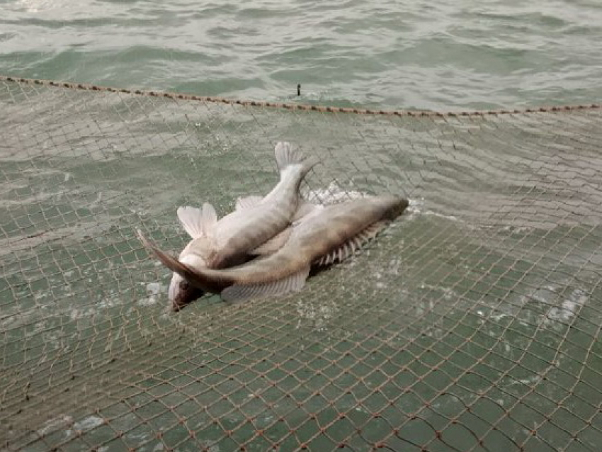В Азовском море и реке Дон запретили ловить рыбу, сосредоточенную сейчас в Таганрогском заливе