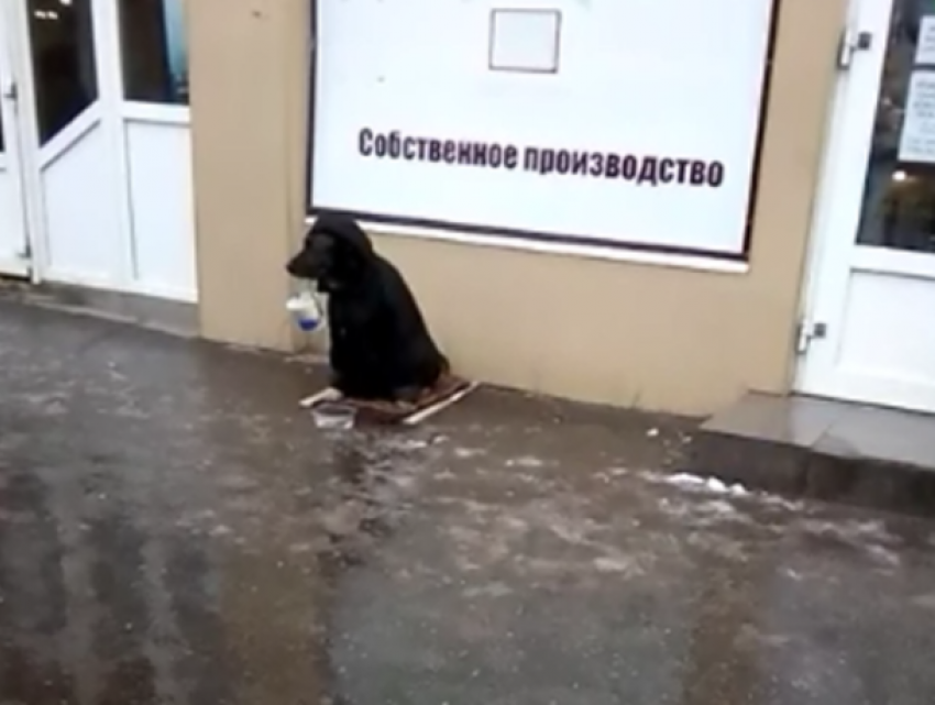 Собака с ведерком в зубах просит милостыню на Новом вокзале в Таганроге