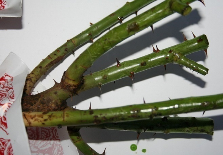 В Таганрог не пустили розы из Украины