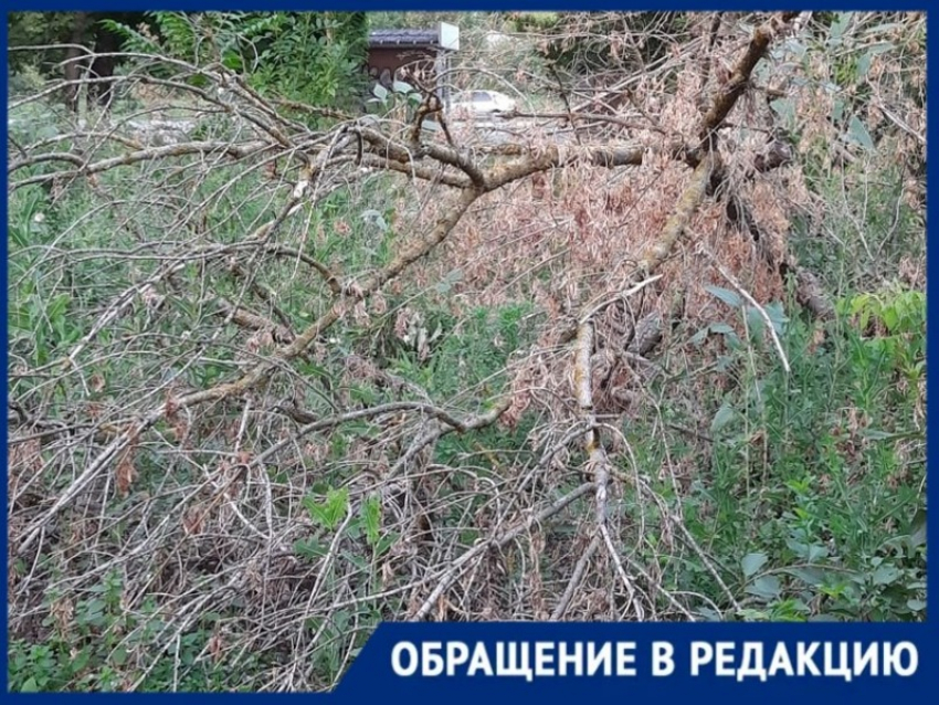 Дерево преткновения: сухостой, развалившийся на тротуаре, мешает горожанам