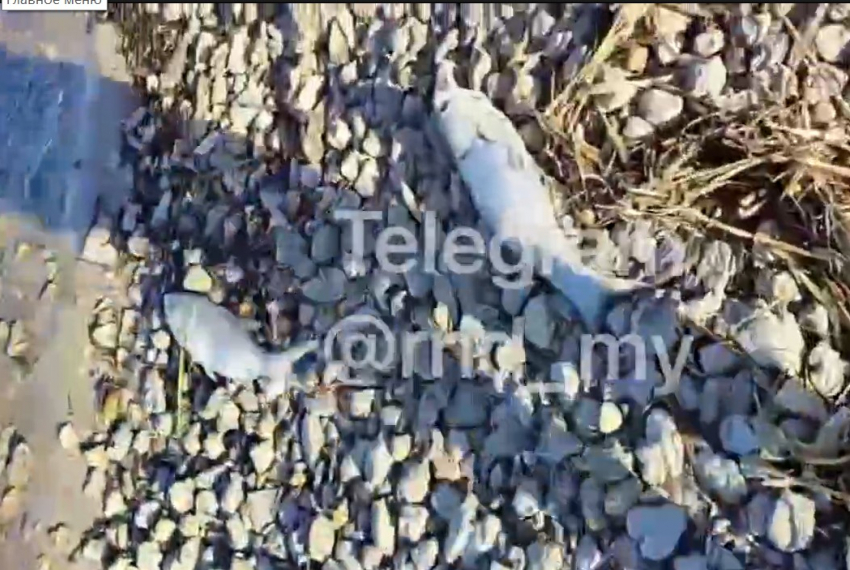 Массовую гибель рыбы зафиксировали под Таганрогом: специалист исключил естественные причины