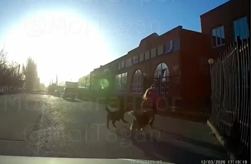 В Таганроге стая бродячих собак напала на девочку — спасителем стал водитель с видеорегистратором