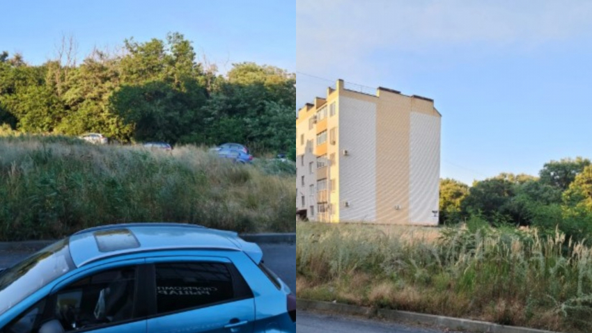 «Трава выше человека»: таганрожцы пожаловались на заросли травы на переулке 2-ой Новый