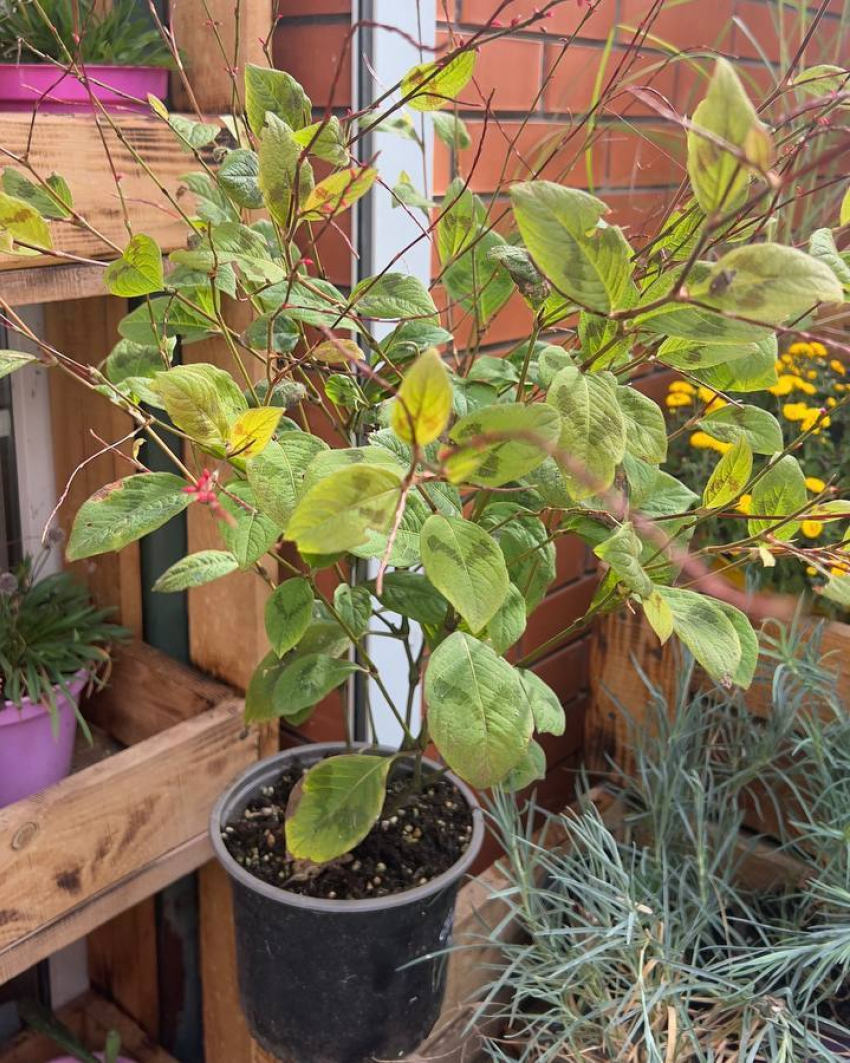 Товар дня: Горец виргинский «Палитра художника»