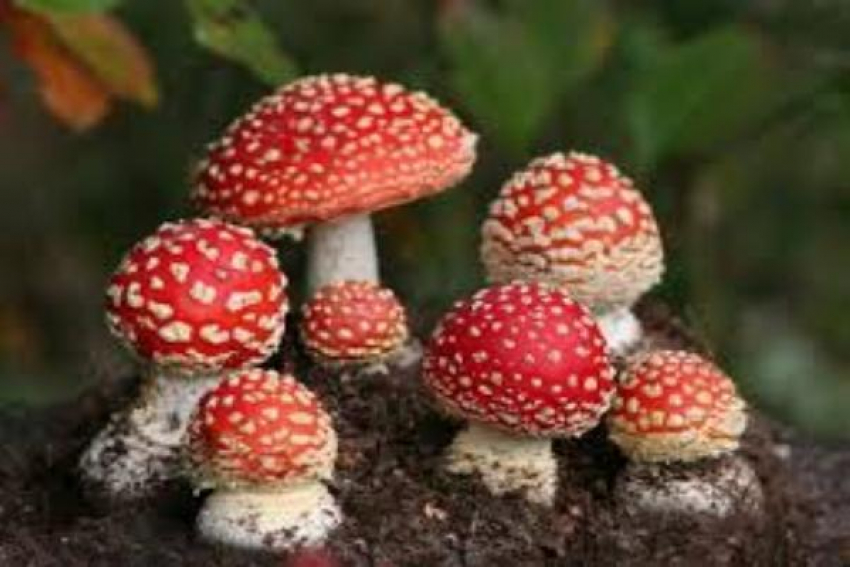 В Таганроге вновь зафиксирован случай отравления грибами