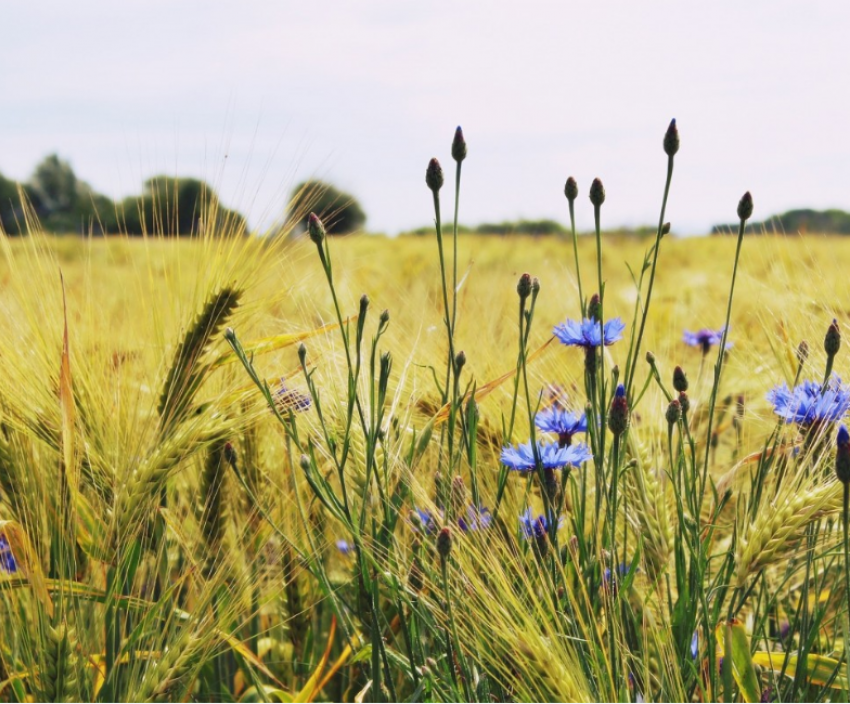  Неурожай на донских полях - продукты в Таганроге подорожают?