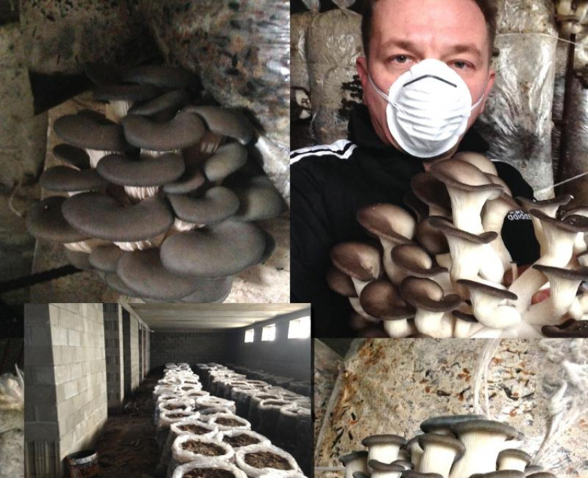 О пользе грибов и трудностях грибоводства рассказал «Блокноту» таганрожец Дмитрий Беспалов