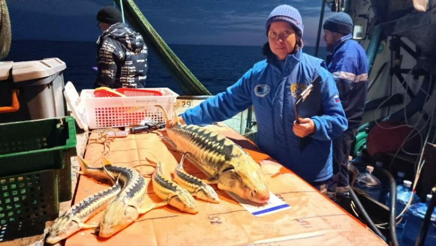 В Азовском море увеличились промысловые запасы осетровых