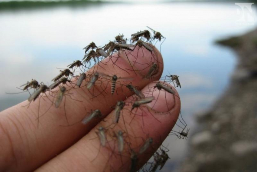В Таганроге обнаружено логово опасных  комаров,  инфицированных лихорадкой Западного Нила