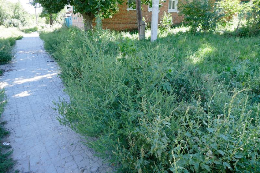 В Таганроге вновь пытаются бороться с сорняками