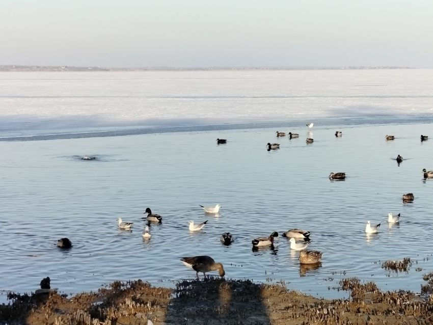 В Таганрогском заливе Азовского моря снова трупы птиц - теперь возле трубы металлургического завода