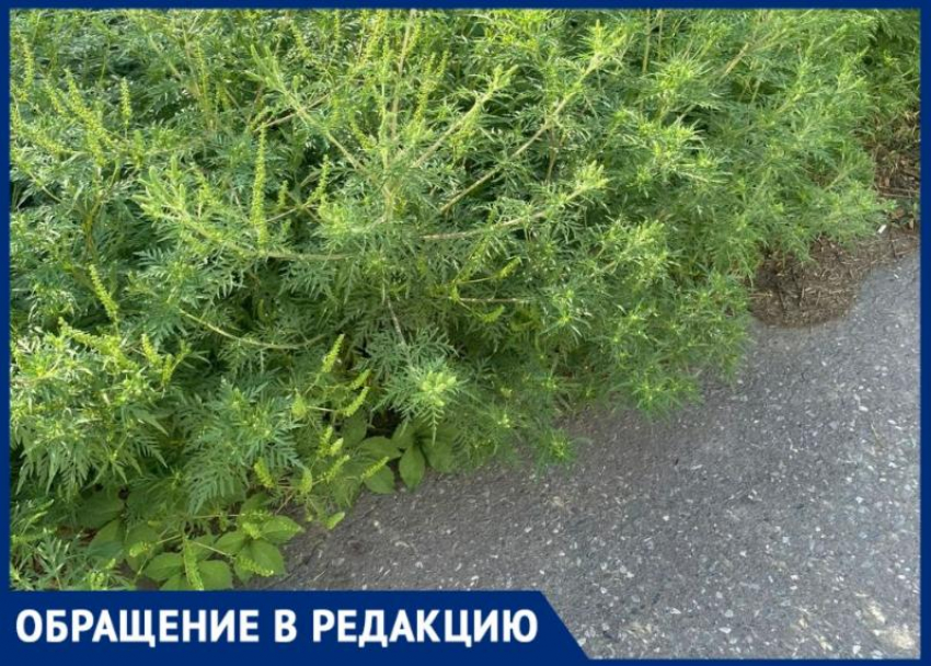 В Таганроге аллергиков не щадят - город зарастает амброзией, а жители просят «побудить» администрацию на покос