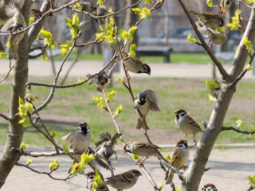 Чик-чирик: жителям Таганрога предложили принять участие в переписи воробьев