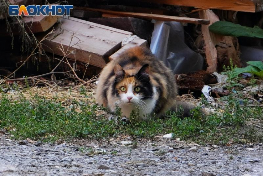 Сегодня без котов: советы таганрожцам на 12 сентября 