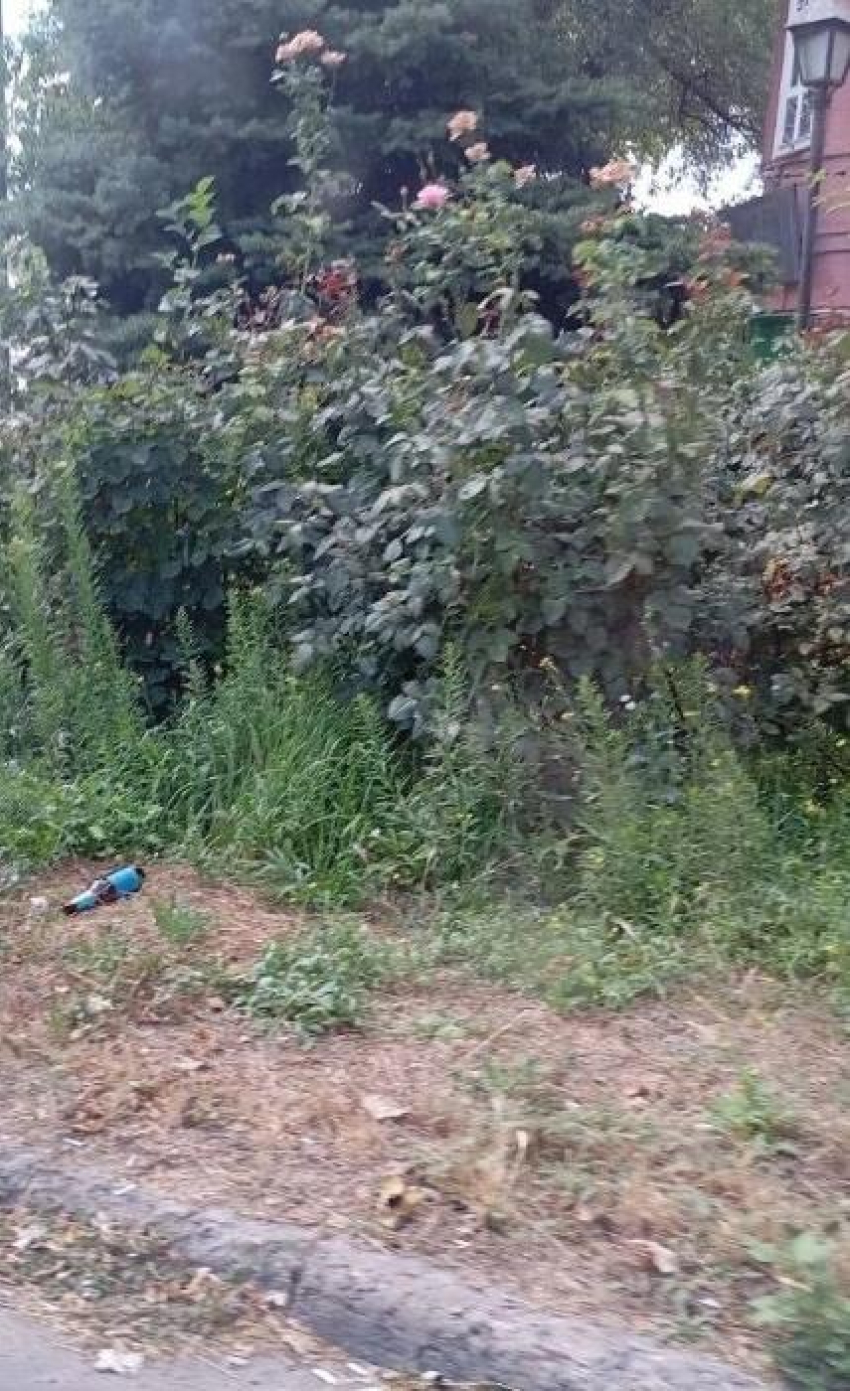 "Свиньям всё равно, где гадить": чеховская достопримечательность в Таганроге может потерять свой облик из-за мусора