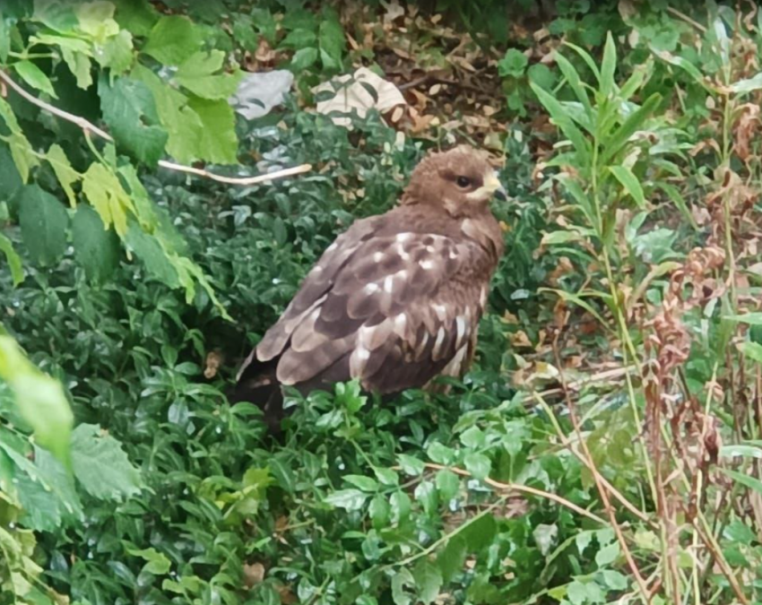 Перебито крыло: таганрожцы просят спасти дикую птицу, как-то попавшую в город