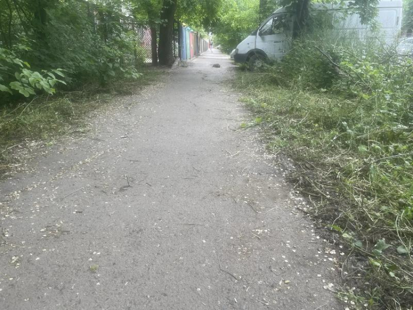  Траву у детского сада Таганрога покосили, но упавшие деревья оставили