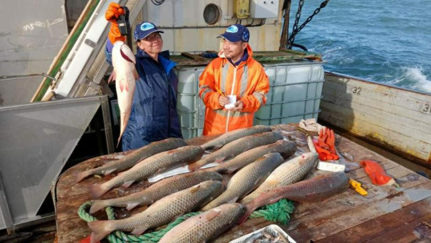 Пиленгас возвращается: рост солёности Азовского моря увеличил уловы в Таганрогском заливе
