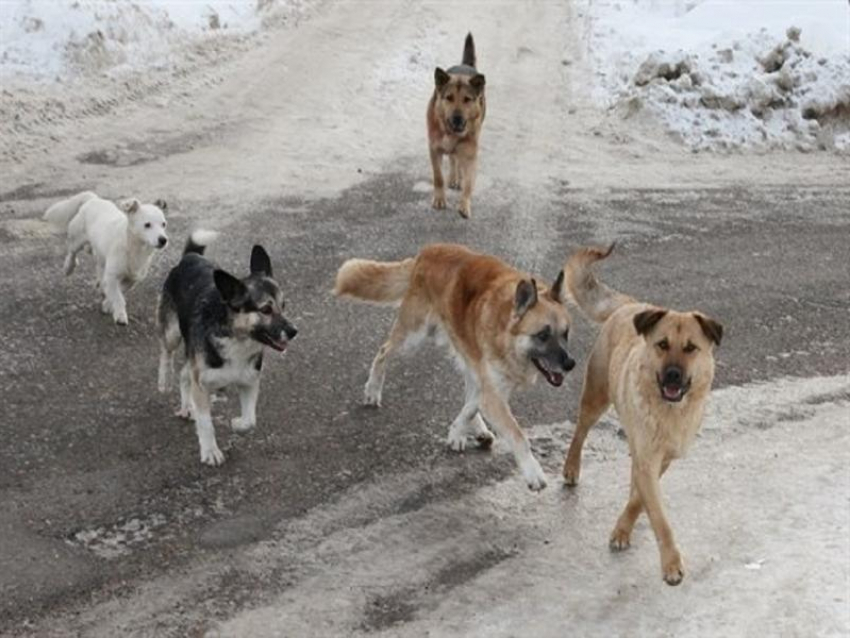 Администрацию Таганрога обязали компенсировать моральный ущерб за укус бездомной собаки