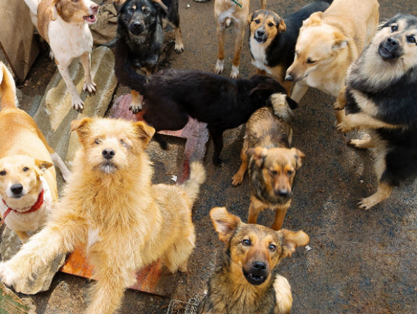 «Бася» оставит в покое таганрогских бродячих собак