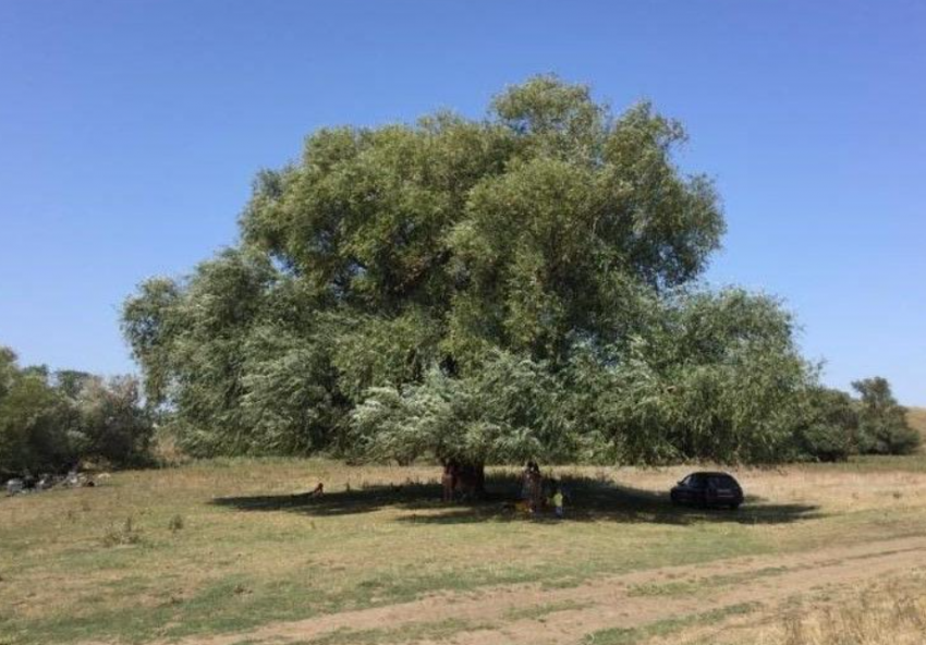 "Бабушка Ива": эта великанша из Ростовской области может стать главным деревом России