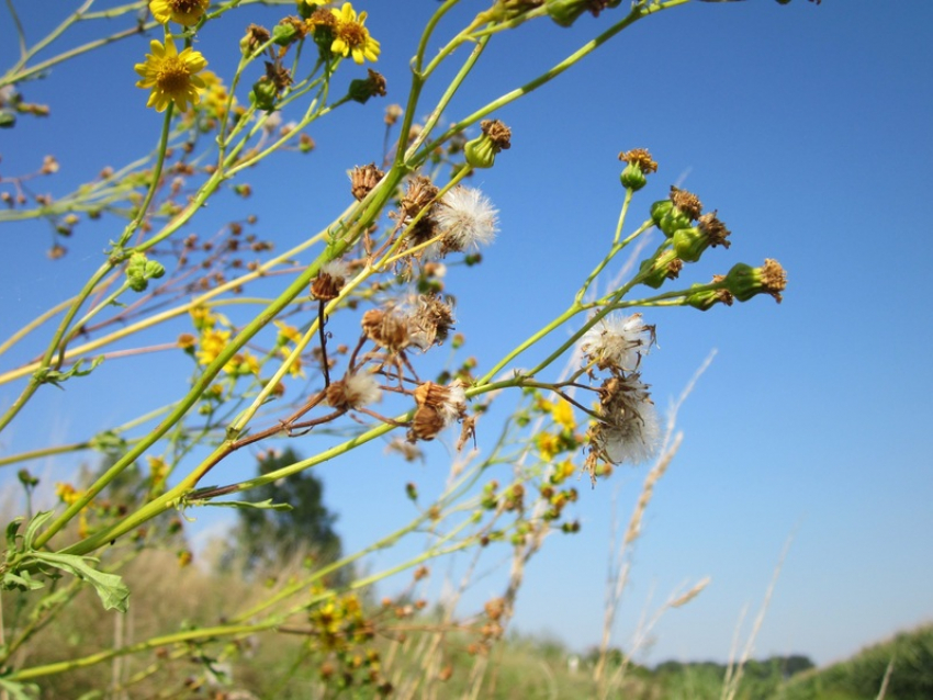 Амброзия захватила земли под Таганрогом