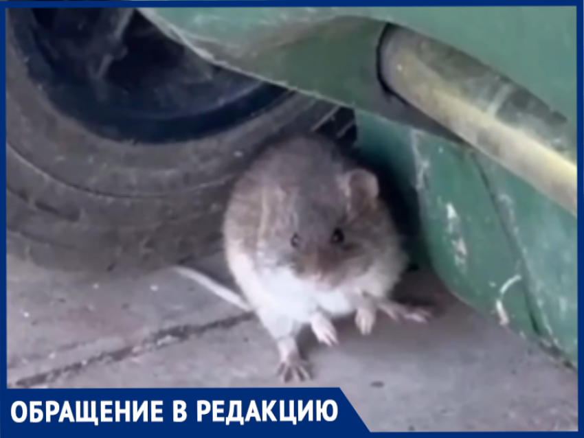 Жителей нового ЖК в Ростовской области пугают крысы - они поселились во дворе