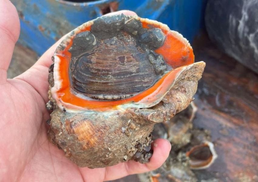 Новый хозяин Азовского моря: что будут ловить таганрогские рыбаки к 2030 году